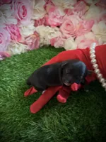Peso , a male Yorkipoo for sale in Pennsauken, NJ – 4 of 7