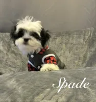Spade, a male Lhasa Apso and Shih Tzu for sale in Gloucester City, NJ – Photo 1 of 10