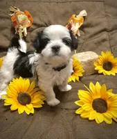 processed/0534a104-c2fb-49fc-a5d6-04959dd097cd/listing/e0f6ce9c-76d8-4485-8d34-945dd301b25a/6a38625a-e423-46df-95ab-a7a51a229baf