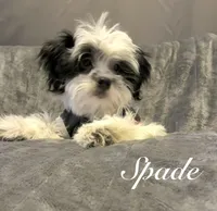 Spade, a male Lhasa Apso and Shih Tzu for sale in Gloucester City, NJ – Photo 2 of 10