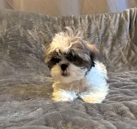 Cinnamon , a female Shih Tzu for sale in Pennsauken, NJ – 3 of 10