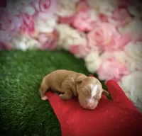 Euro, a male Yorkipoo for sale in Pennsauken, NJ – 4 of 7