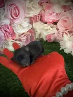 Rupee, a male Yorkipoo for sale in Pennsauken, NJ – 2 of 6