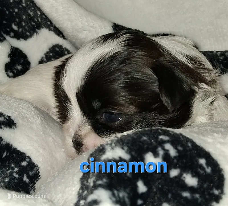 Cinnamon , a female Shih Tzu for sale in Gloucester City, NJ – 1 of 2