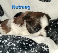 Nutmeg, a male Shih Tzu for sale in Gloucester City, NJ – 1 of 2