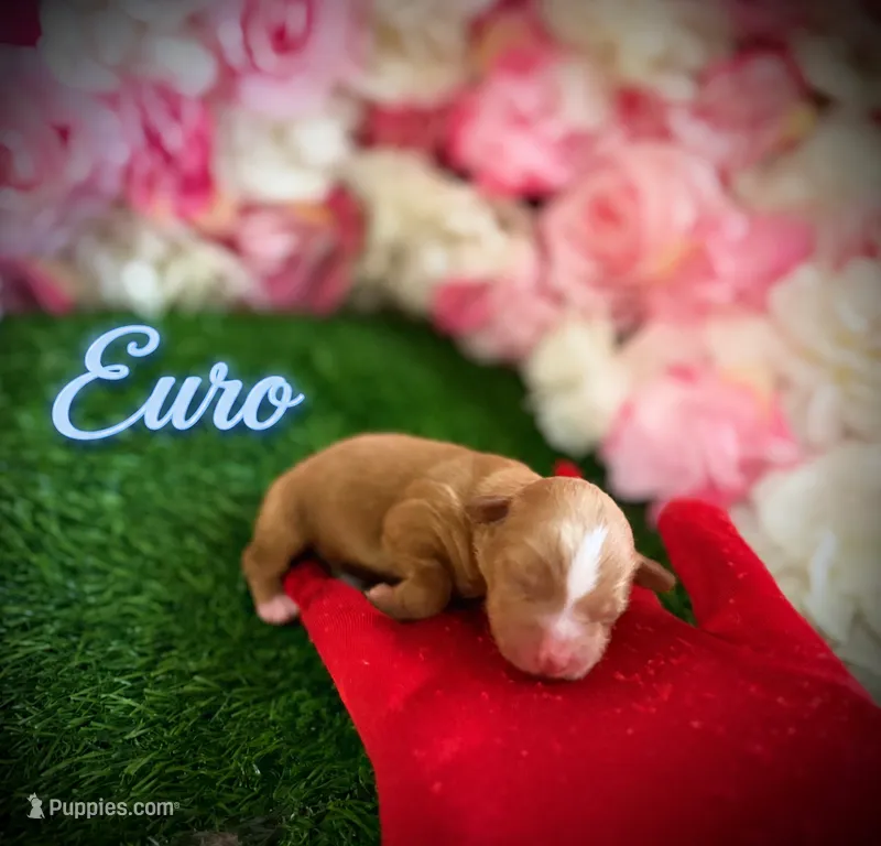 Euro – Yorkipoo puppy for sale in Pennsauken, NJ