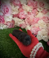 Peso , a male Yorkipoo for sale in Pennsauken, NJ – 2 of 7