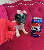 Cherry, a female Yorkshire Terrier for sale in Gloucester City, NJ – 4 of 6