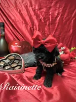 Tiny Raisinette, a female Yorkipoo for sale in Gloucester City, NJ – Photo 2 of 9
