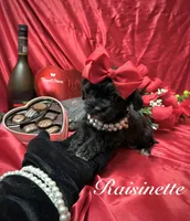 Tiny Raisinette, a female Yorkipoo for sale in Gloucester City, NJ – Photo 3 of 9
