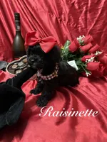 Tiny Raisinette, a female Yorkipoo for sale in Gloucester City, NJ – Photo 4 of 9