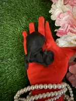Rupee, a male Yorkipoo for sale in Pennsauken, NJ – 5 of 6