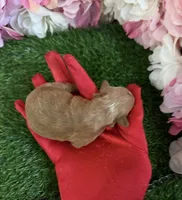 Euro, a male Yorkipoo for sale in Pennsauken, NJ – 5 of 7