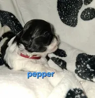Pepper, a female Shih Tzu for sale in Gloucester City, NJ – 2 of 3