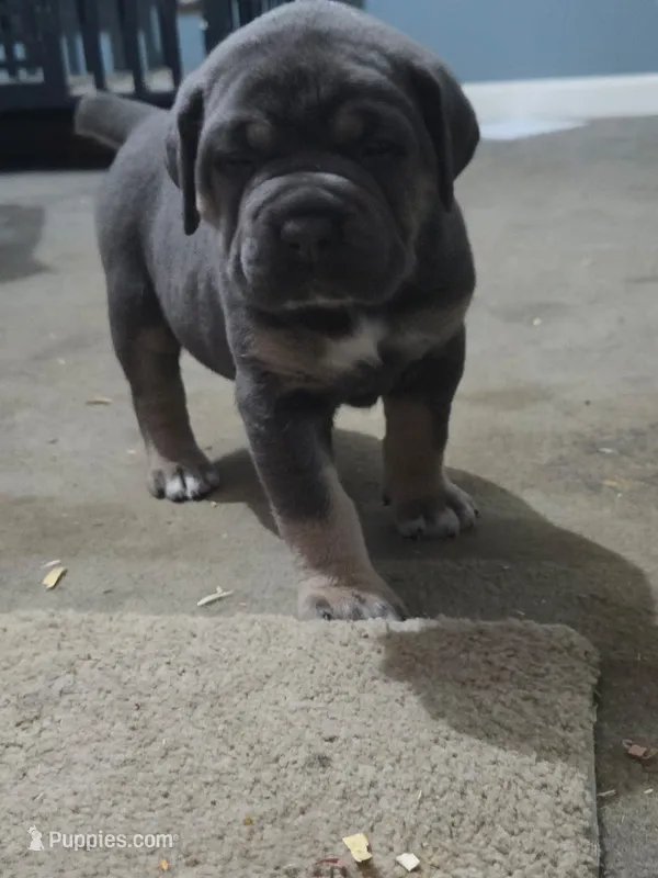Queen – Cane Corso puppy for sale in Pennsauken, NJ