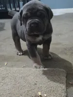 Queen, a female Cane Corso for sale in Pennsauken, NJ – 1 of 1