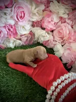 Dollar, a male Yorkipoo for sale in Pennsauken, NJ – 3 of 4