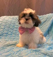 Cinnamon , a female Shih Tzu for sale in Pennsauken, NJ – 4 of 10