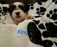 King, a male Shih Tzu for sale in Gloucester City, NJ – 9 of 9