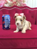 Kiwi , a female Yorkshire Terrier for sale in Gloucester City, NJ – 2 of 9