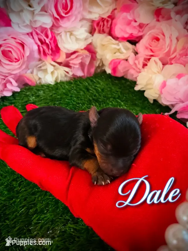 Dale – Yorkshire Terrier puppy for sale in Pennsauken, NJ