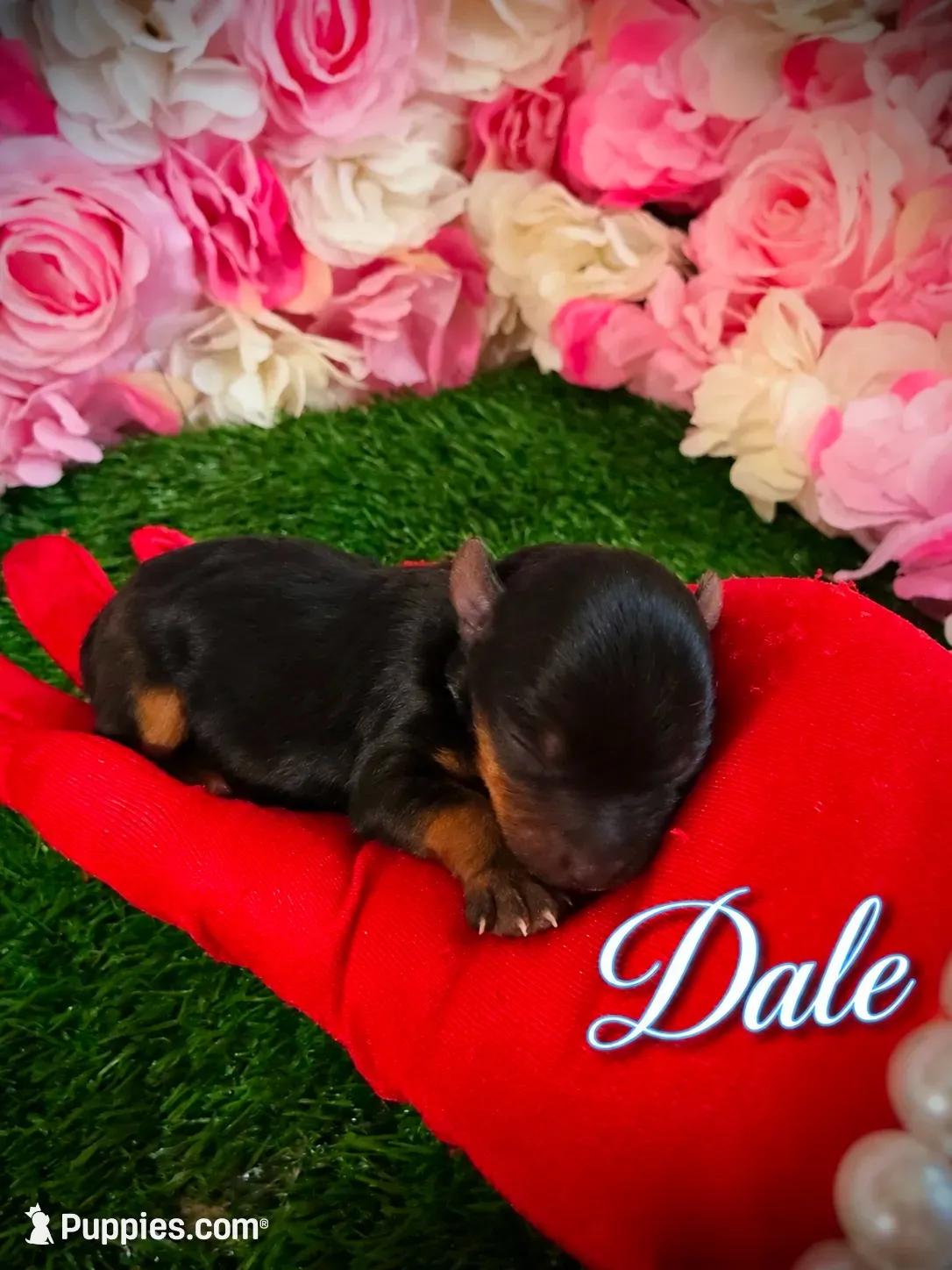 Dale, a male Yorkshire Terrier for sale in Pennsauken, NJ – 1 of 7