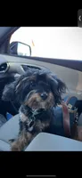 Cricket, a female Poodle - Toy  and Toy Australian Shepherd for sale in Athens, TX – 3 of 3