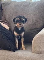 Cricket, a female Poodle - Toy  and Toy Australian Shepherd for sale in Athens, TX – 2 of 3