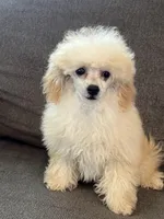 Kirby, a female Poodle - Miniature  for sale in Athens, TX – 2 of 2