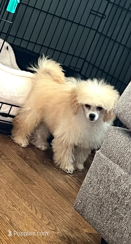 Kirby – Poodle - Miniature  puppy for sale in Athens, TX