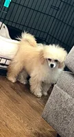 Kirby, a female Poodle - Miniature  for sale in Athens, TX – 1 of 2