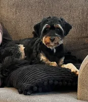 Cricket, a female Poodle - Toy  and Toy Australian Shepherd for sale in Athens, TX – 1 of 3
