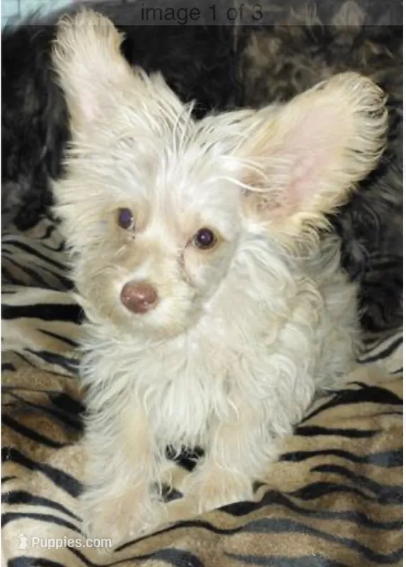 Kroy – Maltese, Yorkshire Terrier puppy for sale in Athens, TX