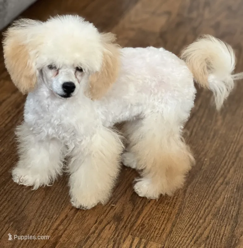 Kirby – Poodle - Miniature  puppy for sale in Athens, TX