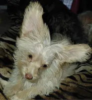 Kroy, a male Maltese and Yorkshire Terrier for sale in Athens, TX – 2 of 2