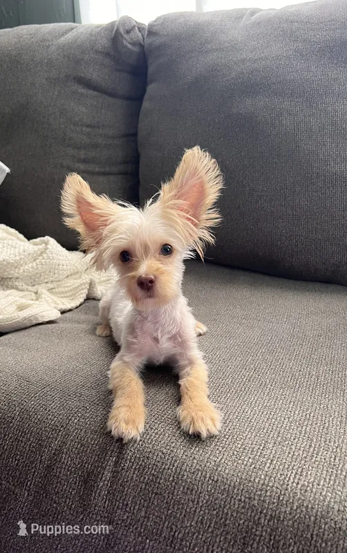 Kroy – Maltese, Yorkshire Terrier puppy for sale in Athens, TX