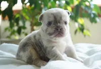 Dudley , a male French Bulldog for sale in Millersburg, IN – 2 of 4