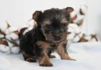Dutchess, a female Yorkshire Terrier for sale in Millersburg, IN – Photo 1 of 3