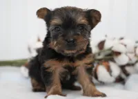 Dutchess, a female Yorkshire Terrier for sale in Millersburg, IN – Photo 2 of 3