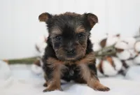 Dutchess, a female Yorkshire Terrier for sale in Millersburg, IN – Photo 3 of 3