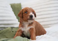 Puddles, a female Miniature Goldendoodle for sale in Millersburg, IN – 3 of 6