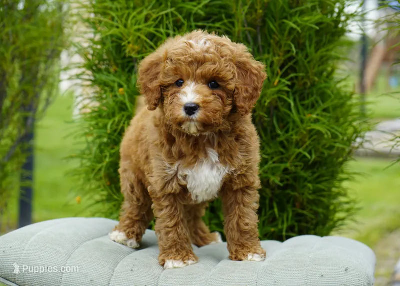 Berry – Goldendoodle puppy for sale in Millersburg, IN