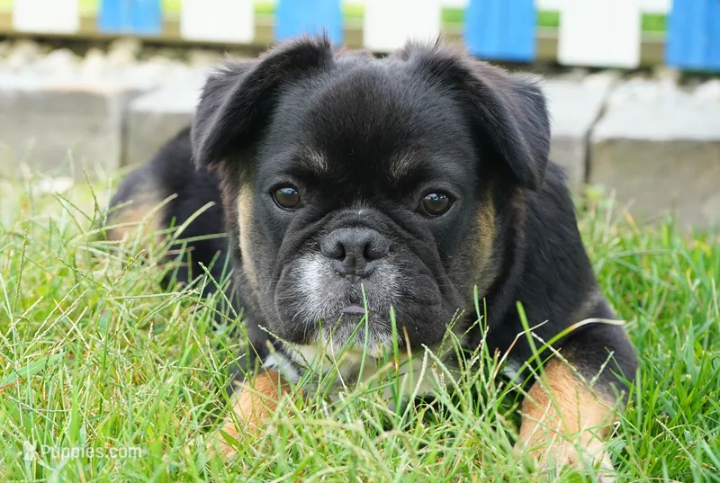 Panda – French Bulldog puppy for sale in Millersburg, IN
