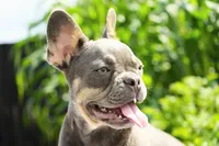 Salish, a female French Bulldog for sale in Millersburg, IN – 3 of 3