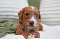 Puddles, a female Miniature Goldendoodle for sale in Millersburg, IN – 5 of 6