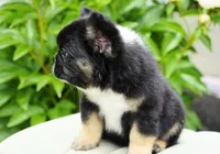 Panda, a male French Bulldog for sale in Millersburg, IN – 6 of 8