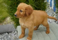 Simba, a male Golden Retriever for sale in Millersburg, IN – 5 of 9