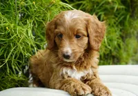 Bailey, a female Goldendoodle for sale in Millersburg, IN – 2 of 5