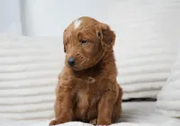 Archer , a male Goldendoodle for sale in Millersburg, IN – 3 of 7
