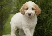Merlot , a male Miniature Goldendoodle for sale in Millersburg, IN – 4 of 4